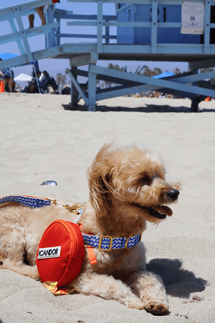 No-Pull Dog Harness - Surfrider