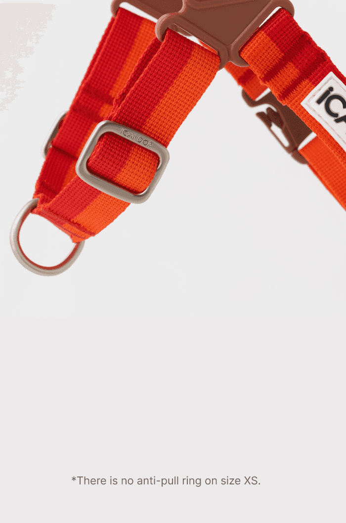 No-Pull Dog Harness - Surfrider