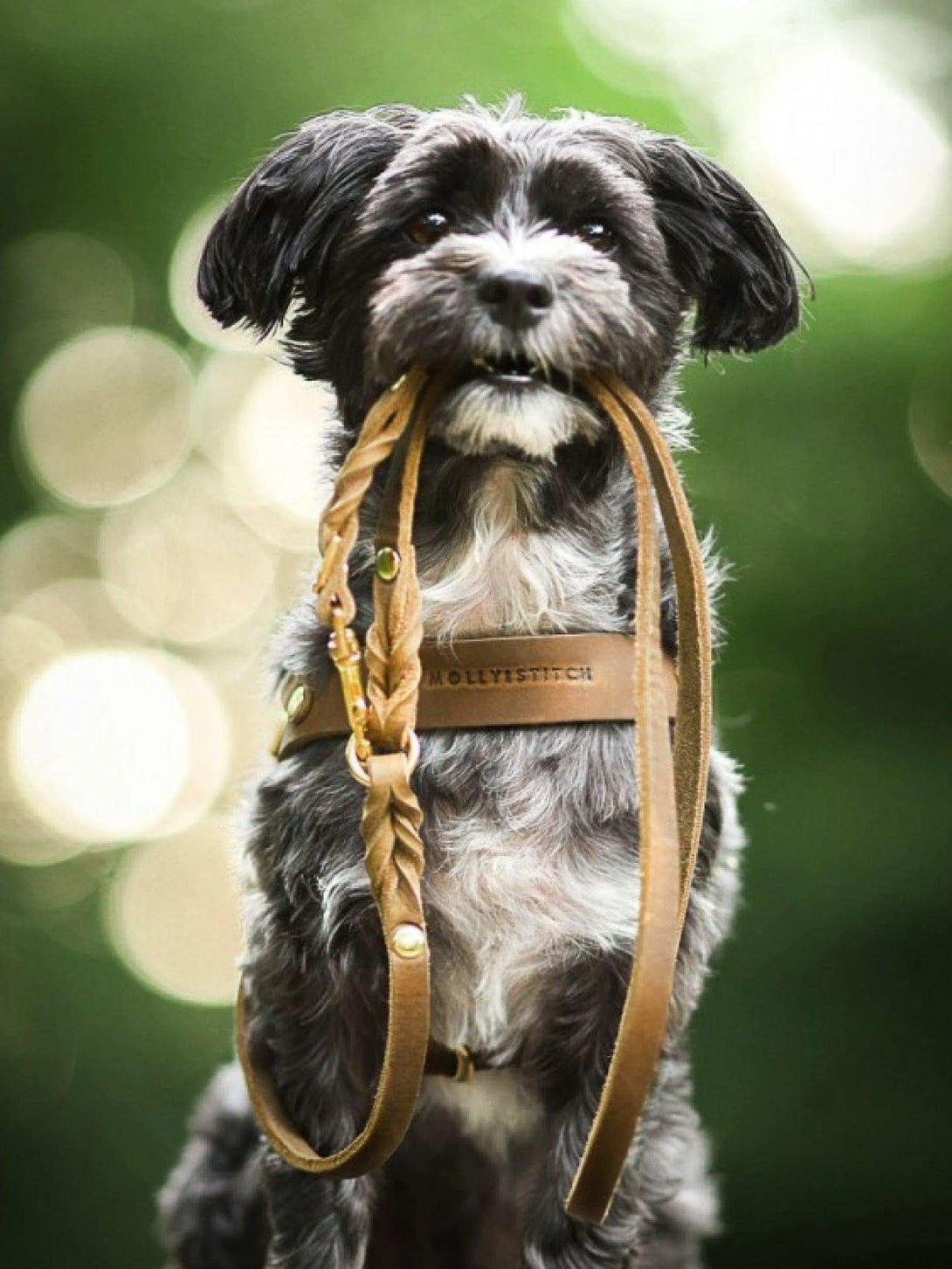 [OLIVE TREE] BUTTER LEATHER ADJUSTABLE DOG LEASH - 2&4 PETS PETS