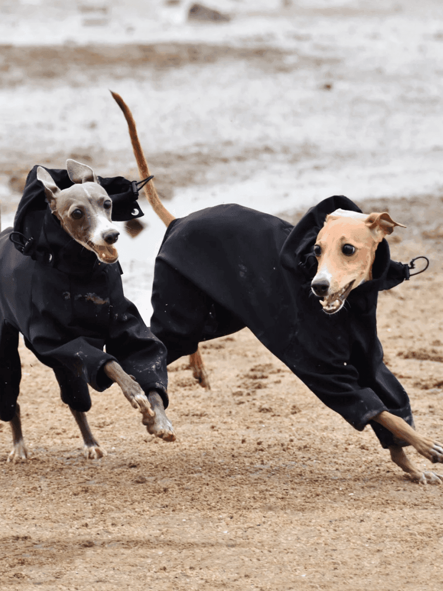 Outdoor 4-Leg Dog Raincoat with Snood - 2&4 PETS