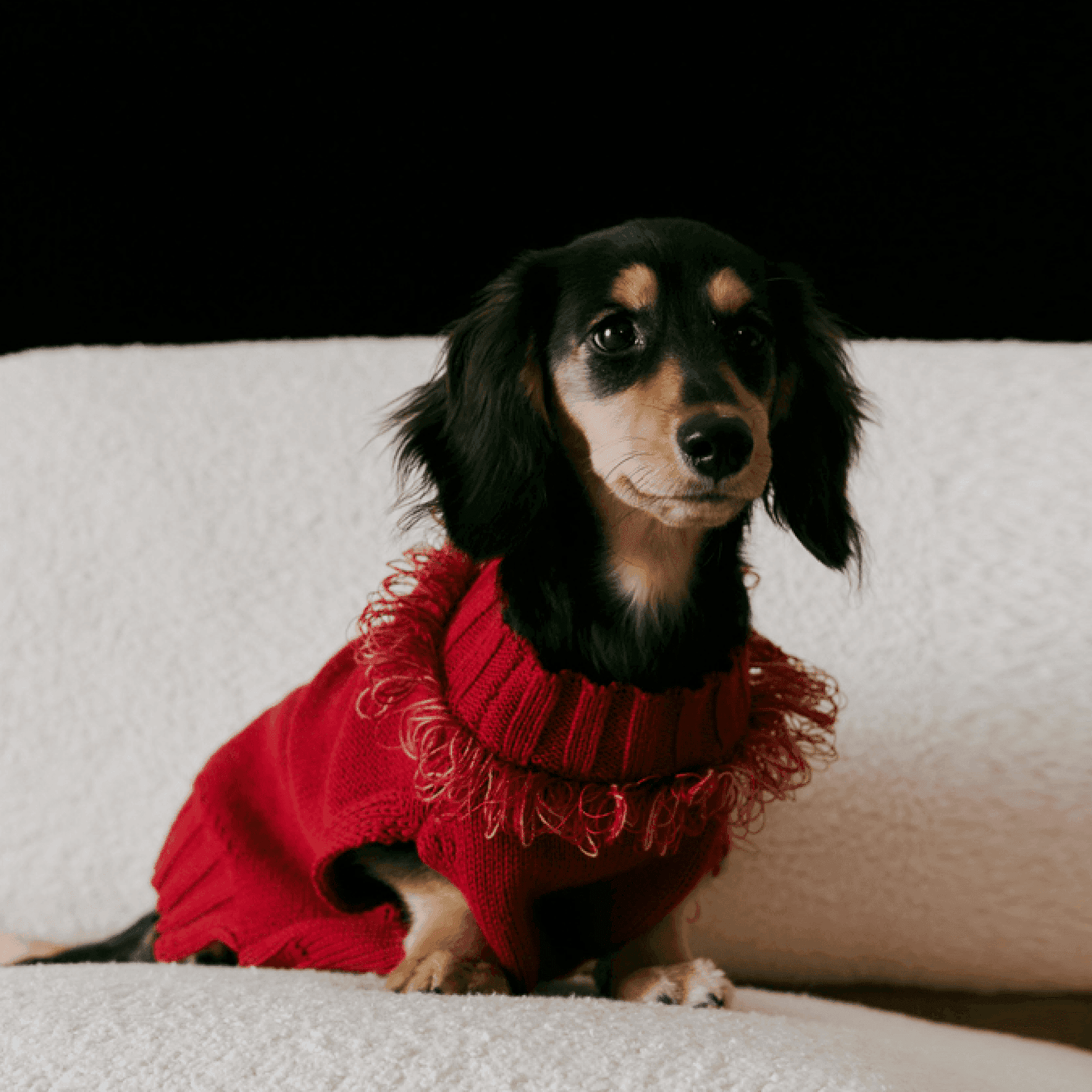 Reflective Dog Sweater | Wool - 2&4 PETS