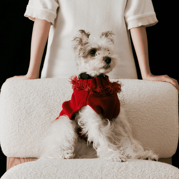 Reflective Dog Sweater | Wool - 2&4 PETS