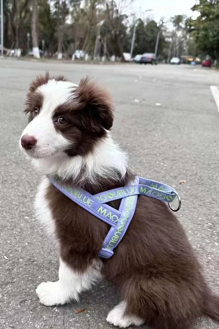 Signature Harness