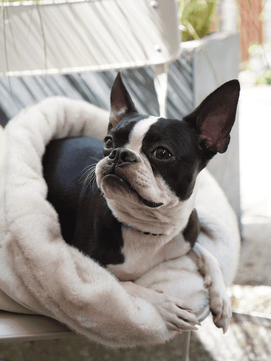 Snuggle Nest | Versatile Eco-fur Dog Sleeping Bag - 2&4 PETS