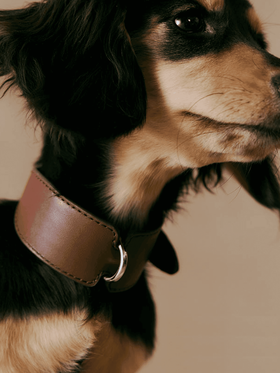 Spanish Classic H-Shape Leather Dog Collar - 2&4 PETS