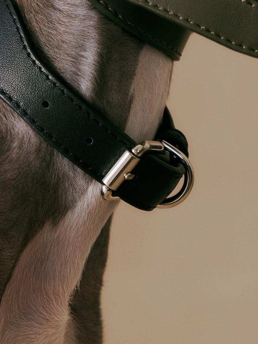 Spanish Classic H-Shape Leather Dog Collar - 2&4 PETS