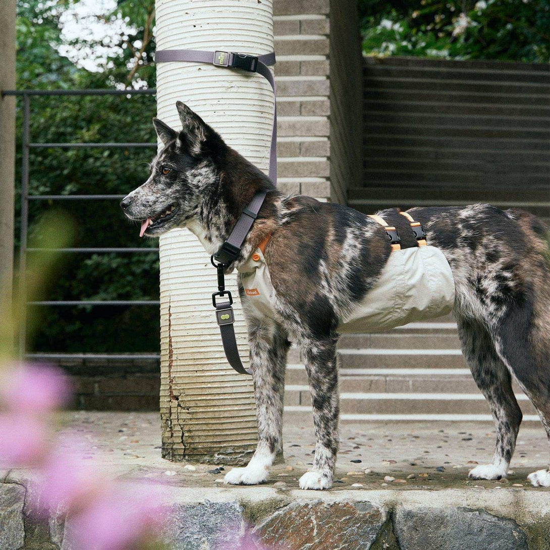 underbelly dog coat