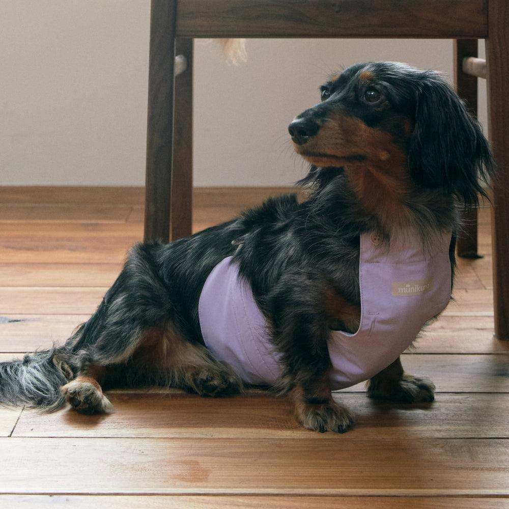underbelly dog coat