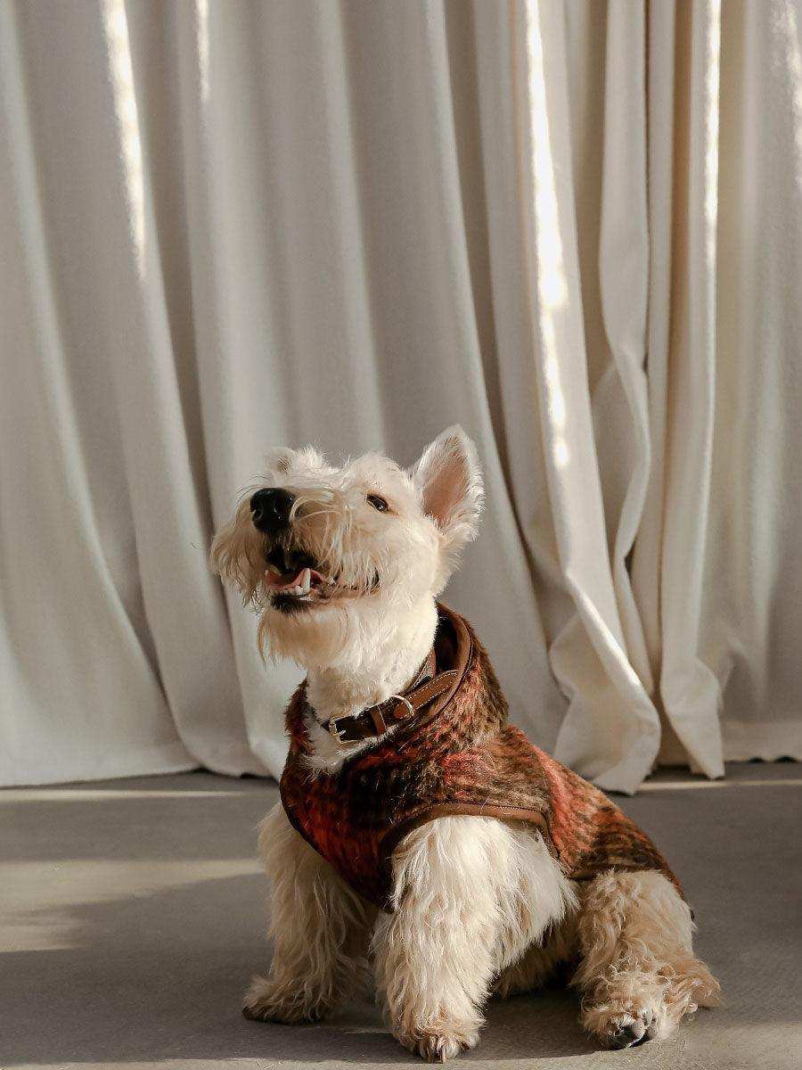 Wool Buckle Dog Jacket