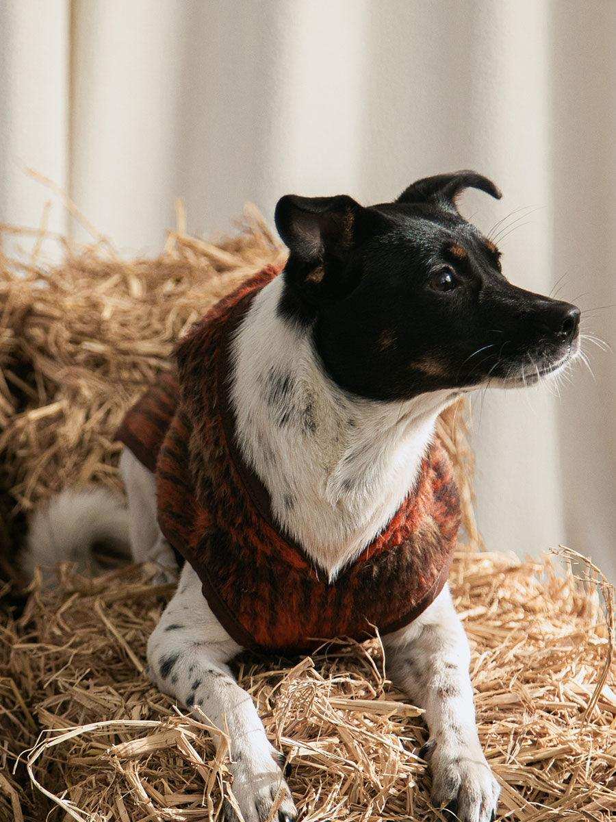 Wool Buckle Dog Jacket