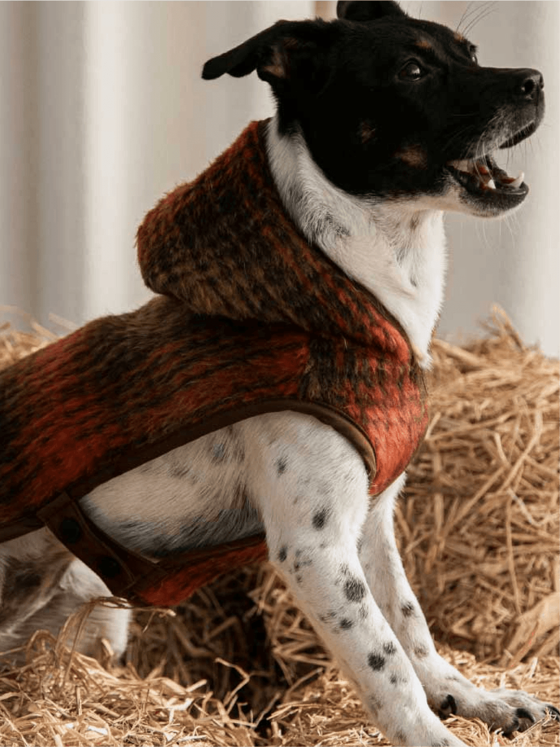 Wool Buckle Dog Jacket