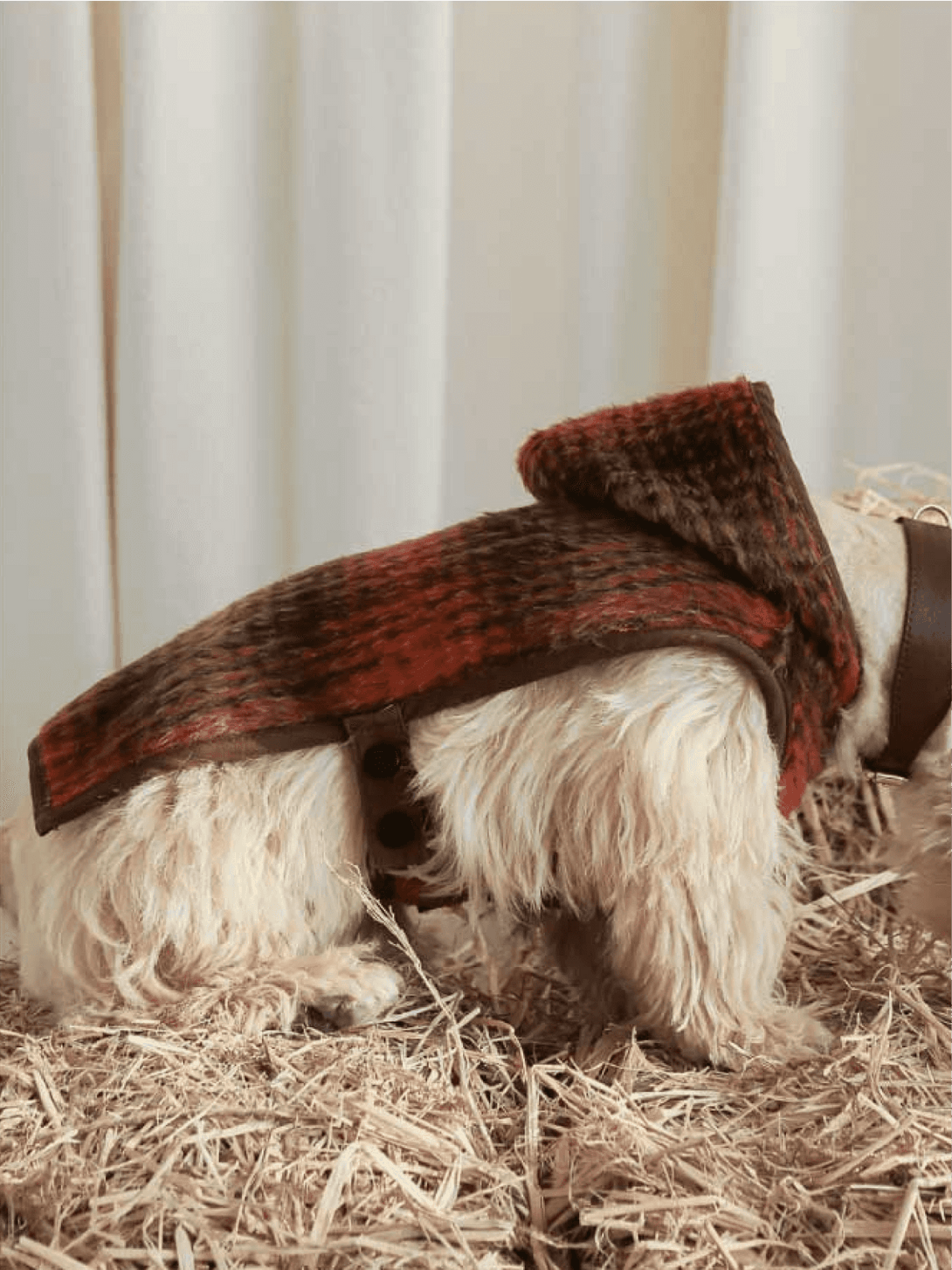 Wool Buckle Dog Jacket